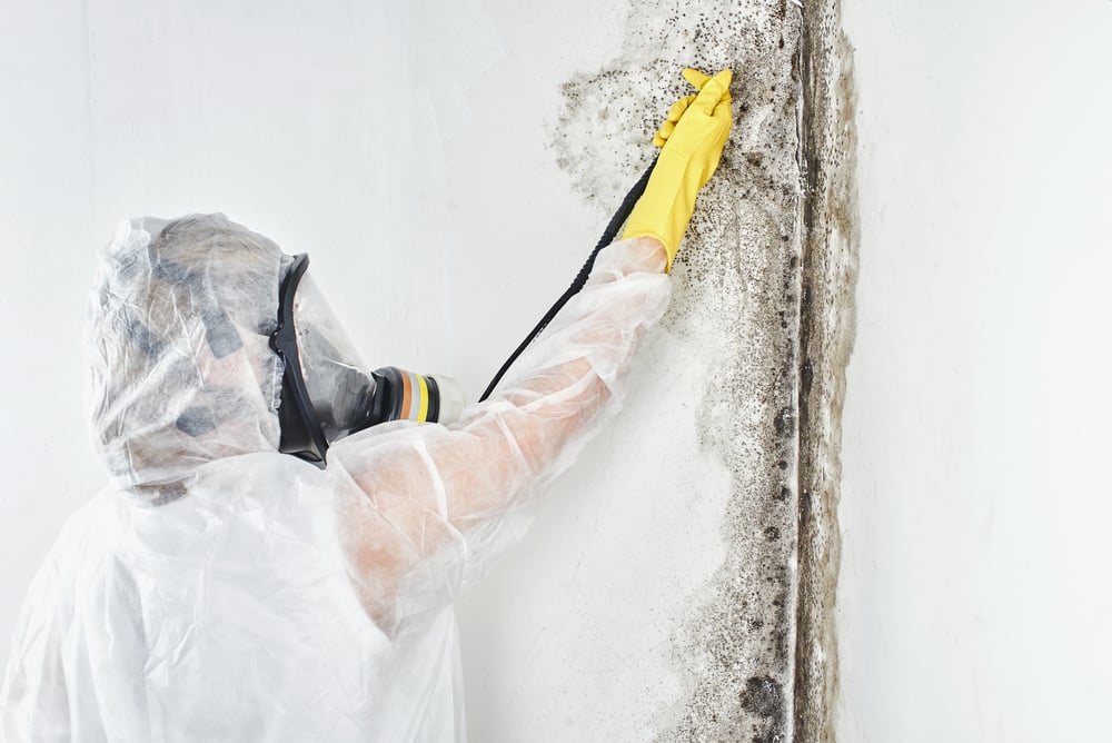 Understanding Mold Remediation: What You Need to Know